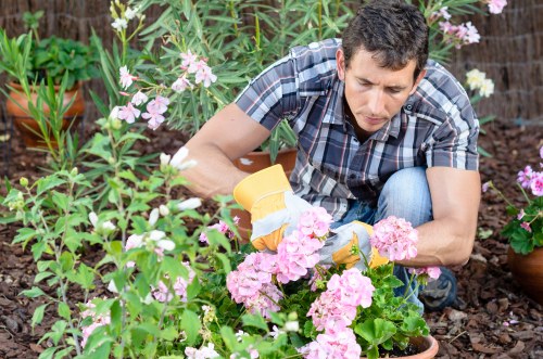 A man wearing a short-sleeved, checkered shirt is kneeling in a garden on a bed of rich, dark soil, attentively tending to a cluster of pink flowering plants. Surrounding him are various green foliage and flowering shrubs, with some potted plants visible in the background, indicating a well-maintained outdoor space typical of Camden Town gardens. The garden features a combination of flowering plants, soil beds, and possibly some container plants, all under natural daylight, suggesting a mild weather day suitable for outdoor gardening. Lawn mowing Camden Town's gardening services often focus on maintaining such lush, vibrant garden environments, which include flower bed care and general outdoor landscape upkeep, aligning with this image of careful planting and garden care. The scene captures the peaceful, meticulous activity of planting or pruning, emphasizing close attention to detail in garden maintenance within a typical urban garden setting.